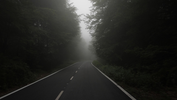 Car Driving Through Foggy Forest