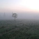 Lonely Tree in the Fog - VideoHive Item for Sale