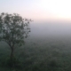 Lonely Tree in the Fog - VideoHive Item for Sale