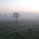 Lonely Tree in the Fog - VideoHive Item for Sale