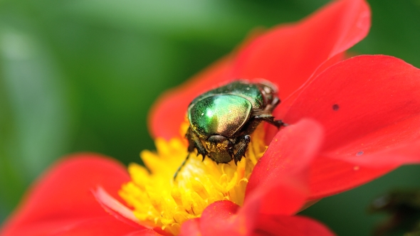 Cetonia Aurata on the Red Dahlia Flower