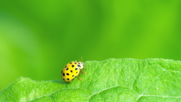 Ladybug in the Grass