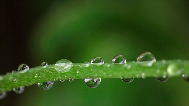 Raindrops stem macro