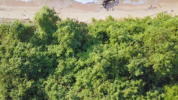 Tropical Beach Aerial Bird Eye View of Green