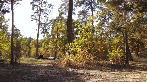 Forest with Trees in the Fall During the Day