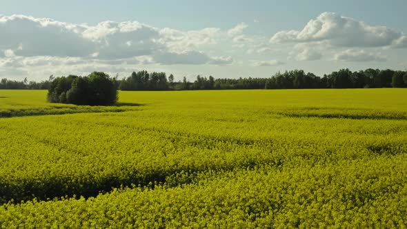 Flight Above Rape Field