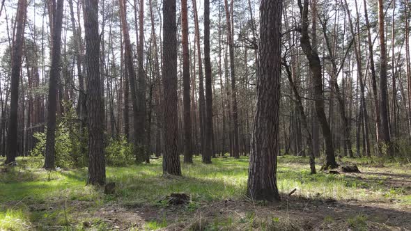 Beautiful Forest Landscape Aerial View Slow Motion