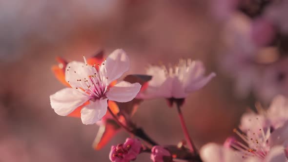 Pink Cherry Tree Branch on Blur Background