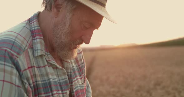 Senior Farmer Tastes Ripe Wheat Grains and Looks Around Among Field at Sunset