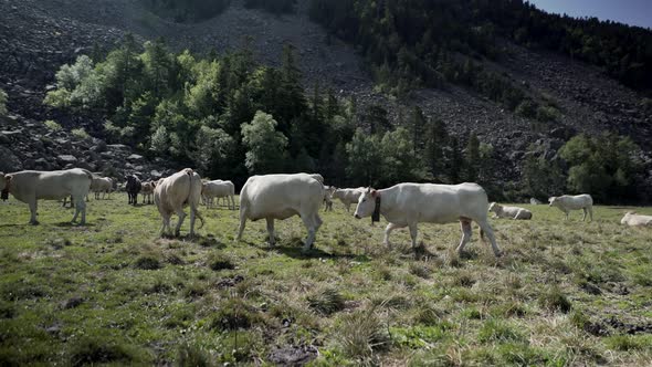 Static View of a White Cows Grazing and Frolicking Around on the Grasslands Located in the Pyrenees
