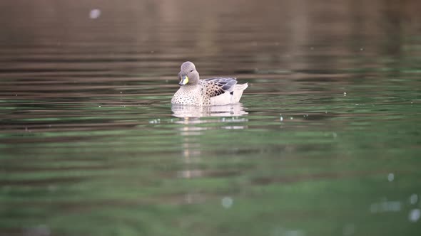 Yellow-billed Teal Duck swimming in lake during sunny day,close up - Anas Flavirostris originally fr