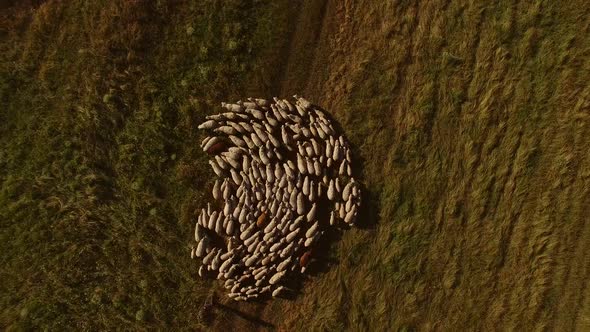 Man and Sheep Herd