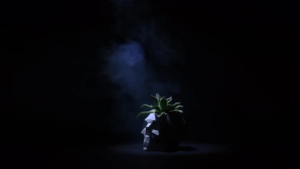 Smoke on a Plant in a Pot in the Shape of a Skull on a Black Background