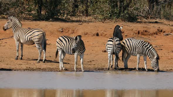 Plains Zebras Drinking Water 