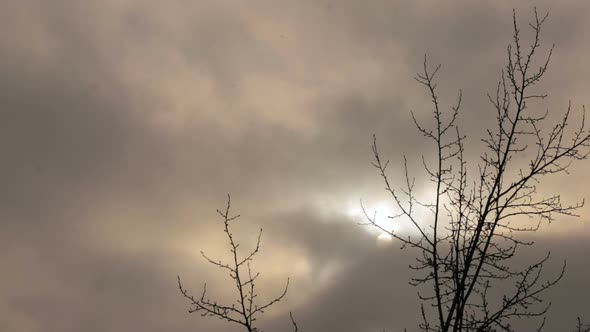 Tree Branches Against the Gray Sky. It's Snowing.