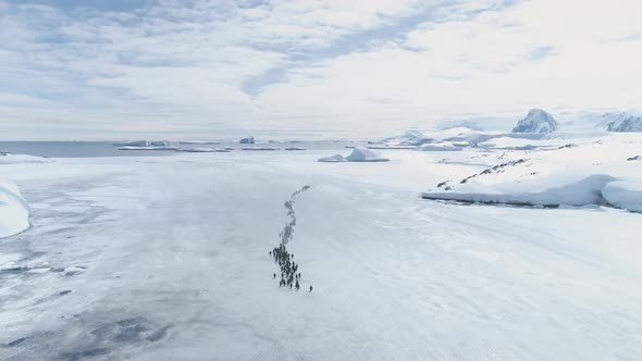 Gentoo Penguin Colony Migration Coast Aerial View