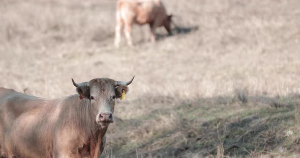 Alentejana Young Bull Looking Directly At The Camera In Alentejo Cattle Farm In Portalegre, Portugal