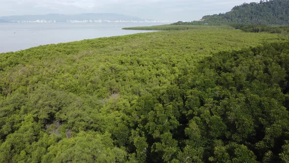 Fly over green mangrove tree forest