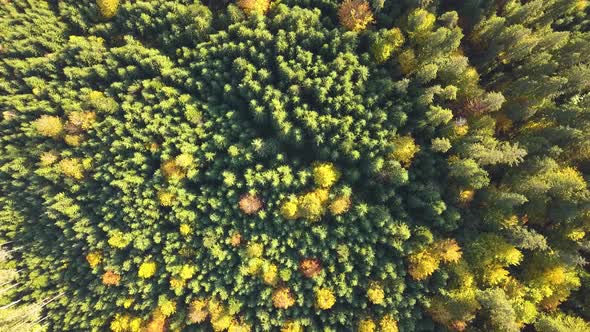 Top down aerial view of bright green spruce and yellow autumn trees in fall forest.