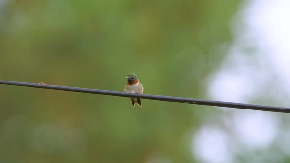 Nervous ruby-throated hummingbird cautiously watches its surroundings for danger. Close up shot, slo