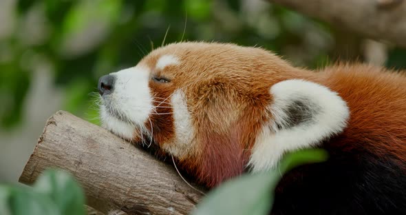 Red panda sleeping on tree