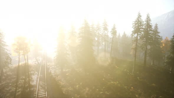 Aerial View of the Beautiful Autumn Forest at Sunset with Green Pine Trees