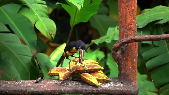 A Collared Toucan stands on top of a banana while eating it