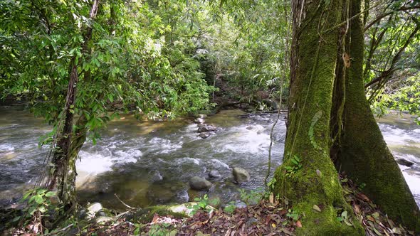 Static view green tree near water flow stream