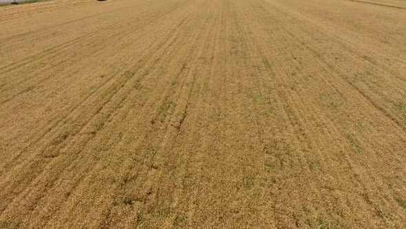 Flight over the Wheat Field.