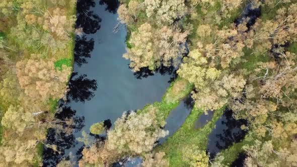 Downward looking aerial footage of the Murray River and eucalypt forest south of Corowa, Australia.