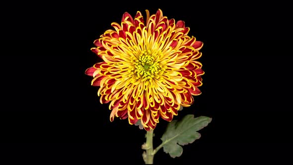 Beautiful Red - Yellow Chrysanthemum Flower Opening