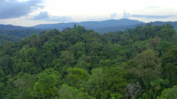 Nature background of a tropical forest: Aerial view of rainforest in the Amazon