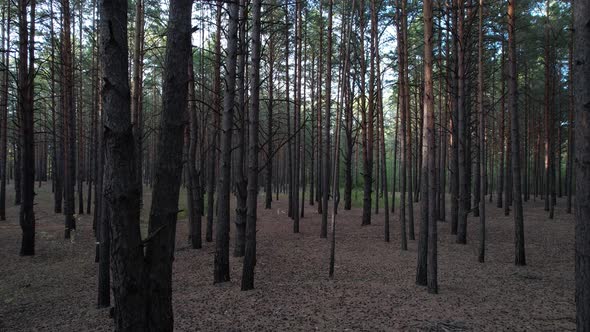 Through The Woods Next To The Pines