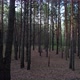 Through The Woods Next To The Pines - VideoHive Item for Sale