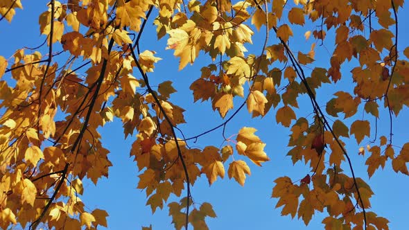 Yellow Leaves On A Blue Sky