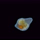 A worm (flatworm) of the Dalyelliidae family under a microscope, Rhabdocoela Order - VideoHive Item for Sale