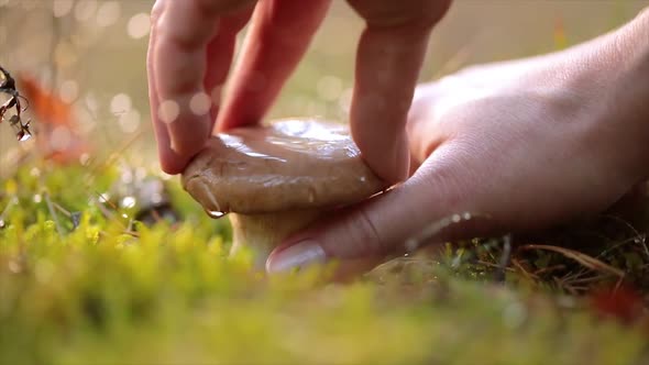 Man Cuts a Mushroom with a Knife in the Autumn Forest.