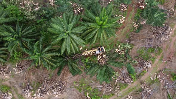 Aerial rotation look down excavator clear oil palm