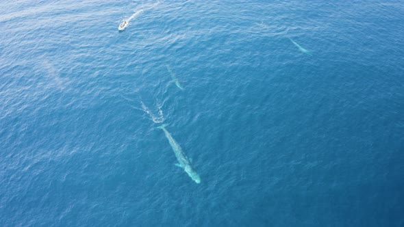 Aerial view of a sperm whale sin the ocean, Azores, Portugal.