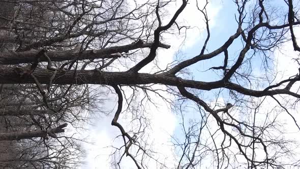 Vertical Video of the Forest with Trees Without Leaves