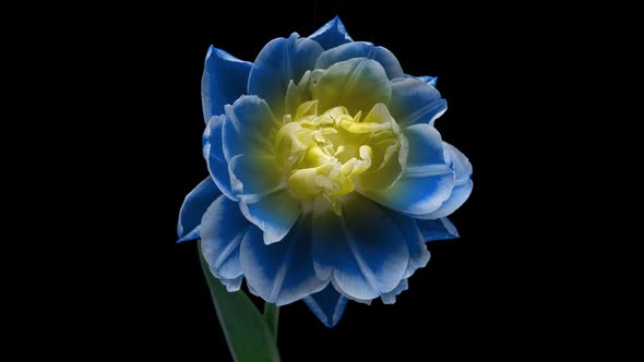 Beautiful Blue Tulip Flower on Black Background Time Lapse