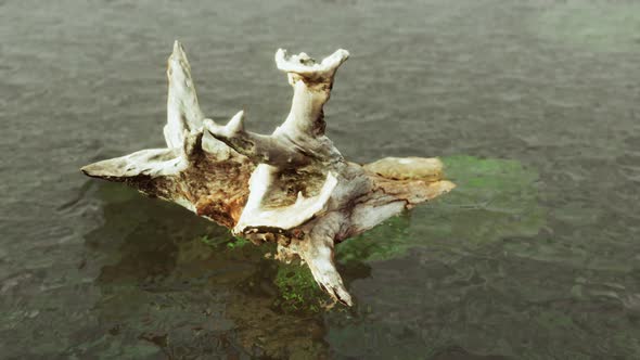 Dead Oak Tree in the Atlantic Ocean Water