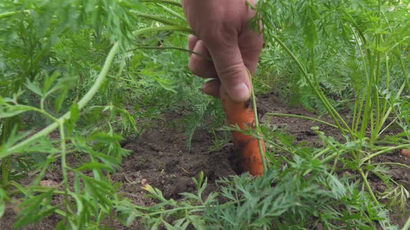Picking Harvest of Carrots