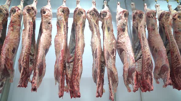 Carcass meat in cold storage room. Meat industry.