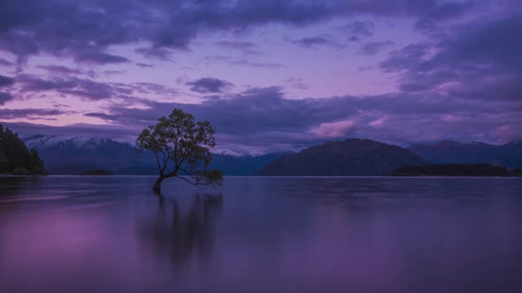 New Zealand Wanaka tree
