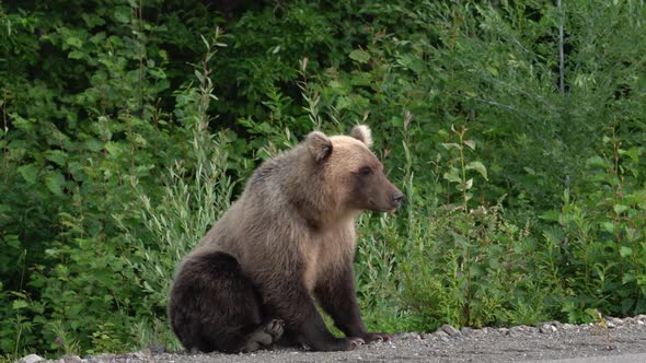 Hungry Kamchatka Brown Bear on Roadside