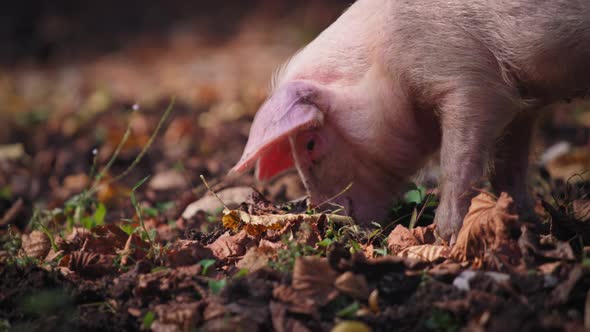 A piglet eating food in the forest