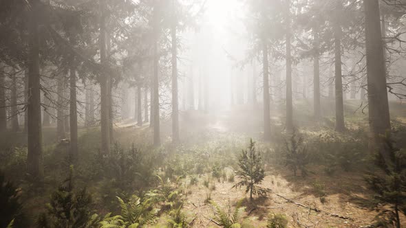 Sunbeams in Natural Spruce Forest