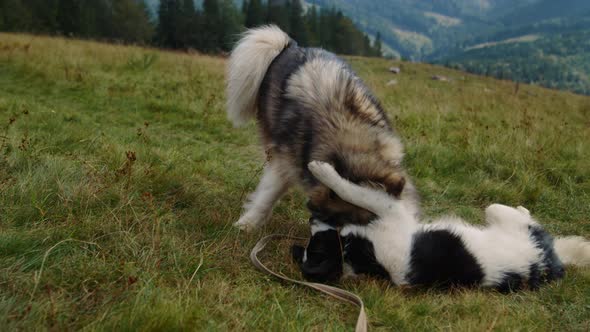 Husky Playing Whiteblack Dog Lying Greenhill Close Up