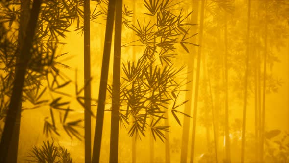 Asian Bamboo Forest with Morning Fog